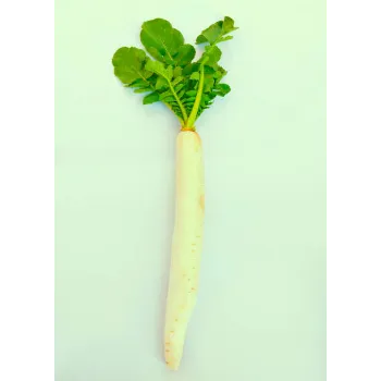 Organic Radish 